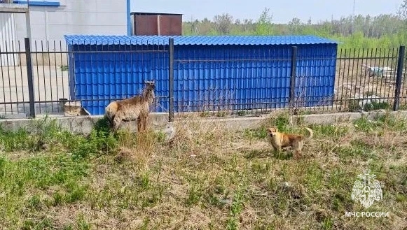 Собаки устроили охоту на изюбра в Биробиджане