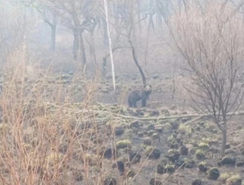 Медведя заметили в Биробиджанском районе ЕАО