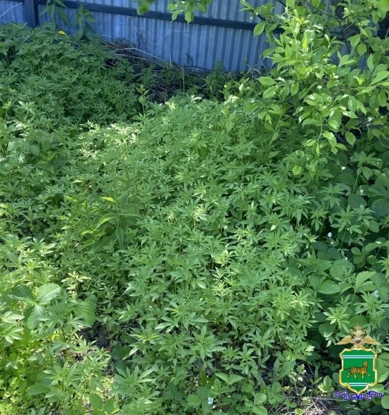 Свыше тысячи кустов конопли нашли на огороде у жительницы ЕАО