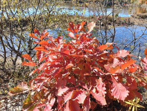 Какие законы вступают в силу в октябре